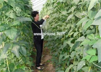 品牌農(nóng)業(yè)知多少？(圖文)(圖文)
