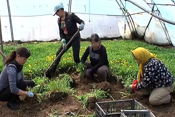 雙陽(yáng)區(qū)平湖街道尚家村：發(fā)展山野菜產(chǎn)業(yè)在深加工中要效益