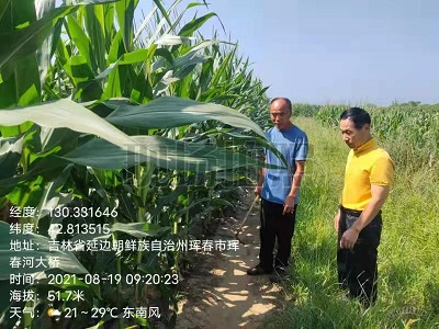 琿春市玉米種植大戶嘗試寬窄行種植新模式長勢良好