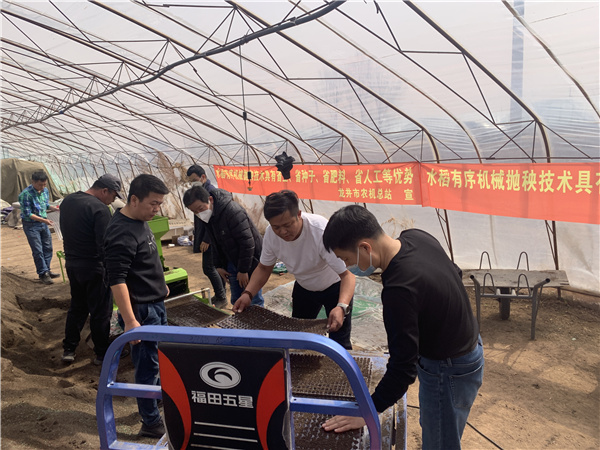 有序拋 促早熟，水稻拋秧新技術(shù)助東盛農(nóng)民增收