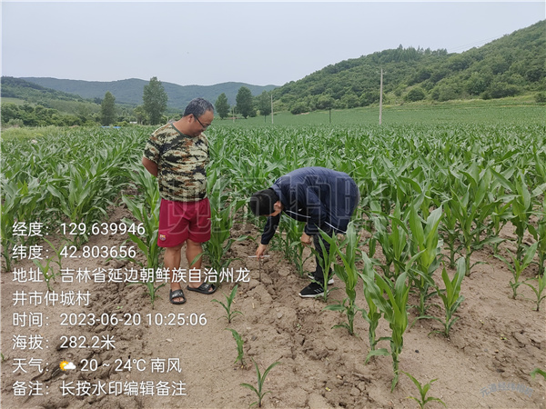 龍井市農(nóng)機(jī)總站積極推廣苗期深松作業(yè)